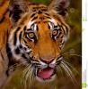 alhasan's picture
