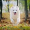 metowolf's picture